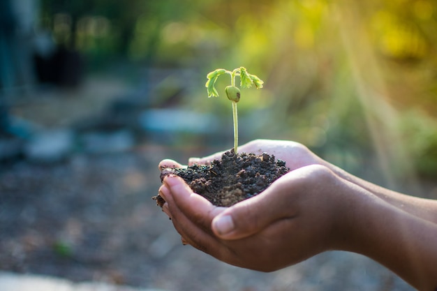손 잡고 식물과 화창한 날에 세계와 세계 환경의 날 개념을 저장합니다.