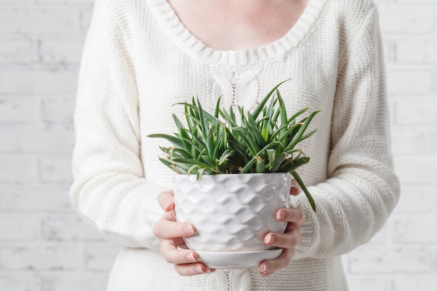 Hand holding pot of succulent plant