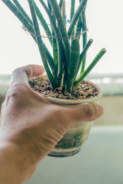 鉢植えを持っている手