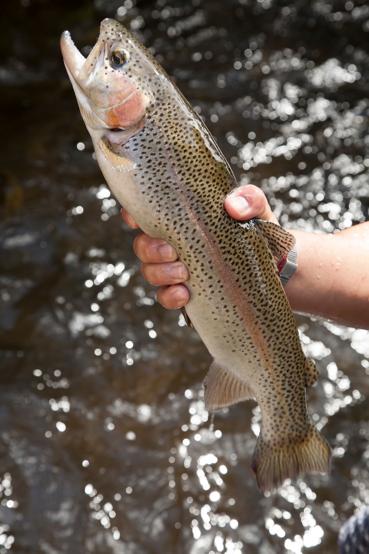 Photo hand holding rainbow trout in nature