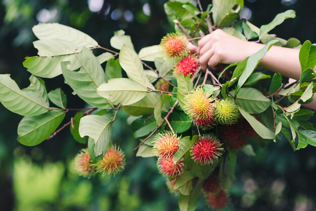 Photo hand holding rambutans fruit