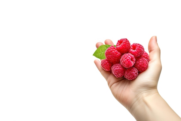 Hand holding raspberries isolated on white background with copy space