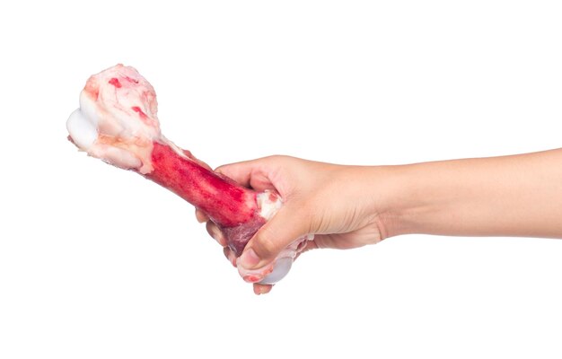 hand holding Raw bones isolated on white background.