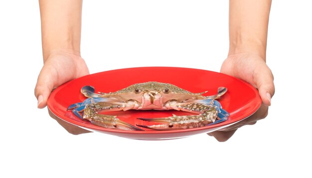 Hand holding raw crab on a red plate isolated on white background