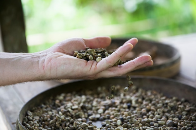 Hand holding raw Kopi Luwak coffee beans on coffee farm