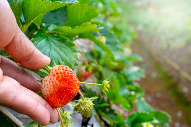 Hand holding raw strawberry at a strawberry farm