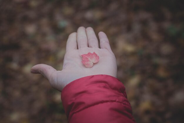 Photo hand holding a red leaf