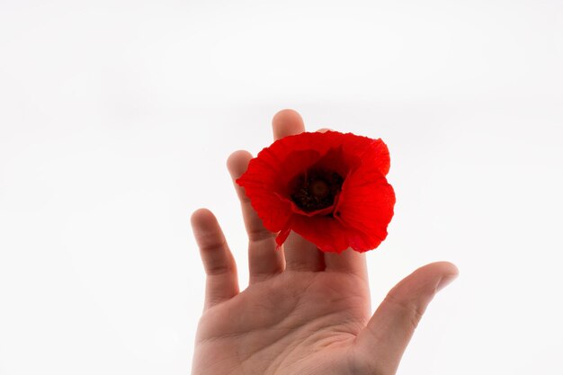 Hand holding a Red Poppy