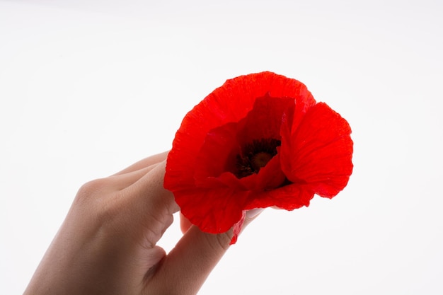 Hand holding a Red Poppy