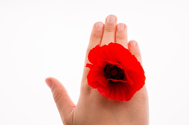 Hand holding a Red Poppy