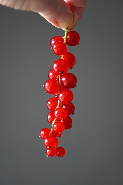 Hand holding redcurrants