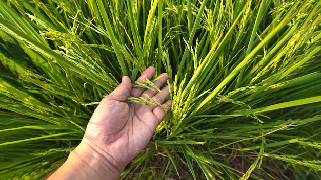 Foto mano che tiene il riso nel campo spiga di riso matura sullo spazio della copia della mano