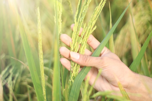 A hand holding rice plants in a field