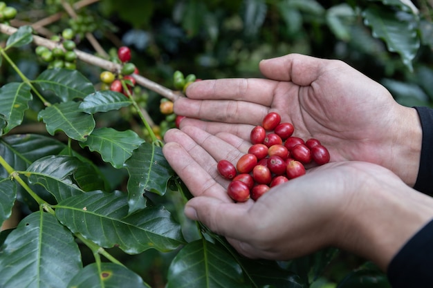 Hand holding ripe coffee bean