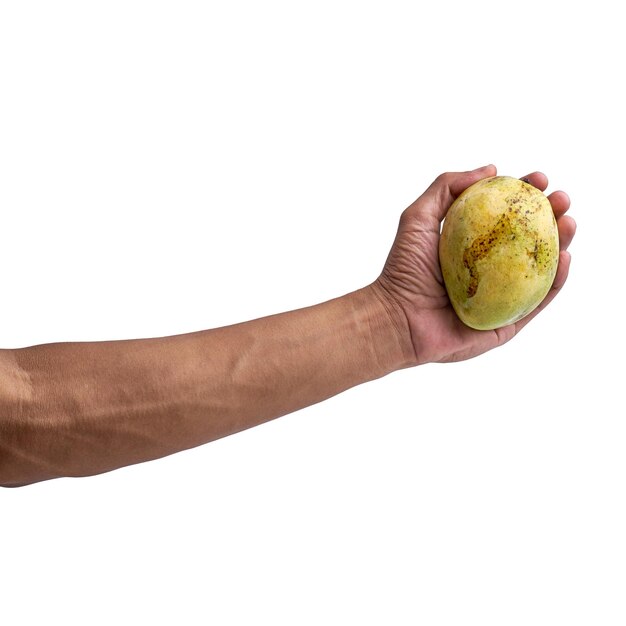 Hand holding ripe mango isolated white background