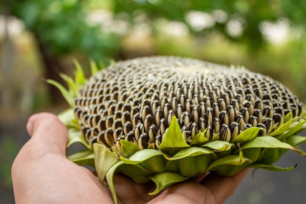 Hand holding ripe sunflower head with seeds.