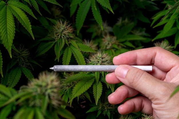 Hand holding a roll slim joint of marijuana on organic cannabis farm background. with copy space.