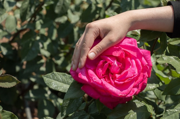 Hand holding rose bloom in in the garden