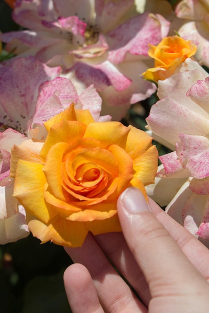 Hand holding a rose in a rose garden