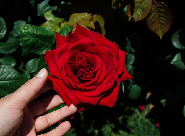 Hand holding rose in in spring garden