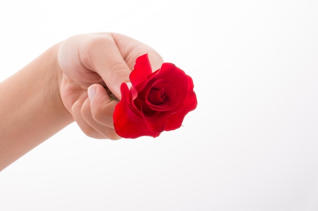 Hand holding a rose