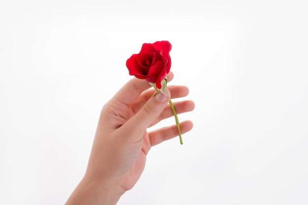 Hand holding a rose