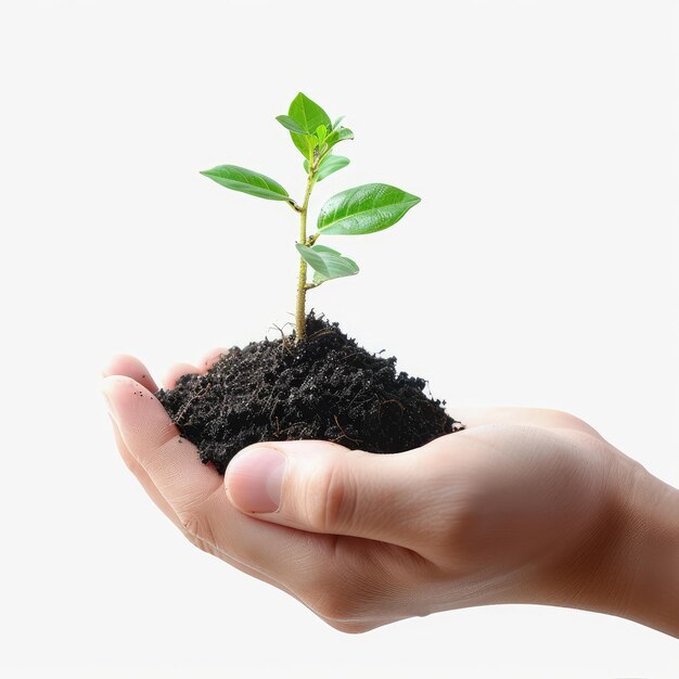 Hand holding sapling in soil isolated on white background