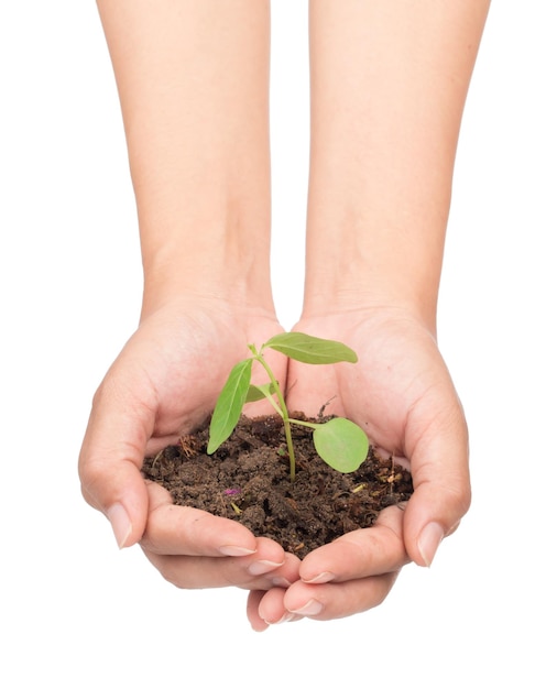 hand holding sapling in soil isolated on white background
