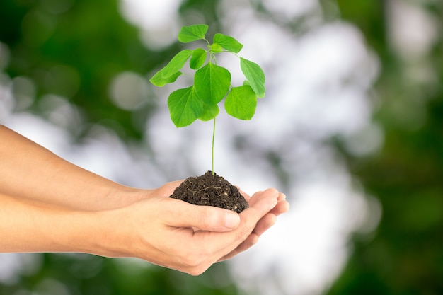 Hand holding sapling tree bokeh