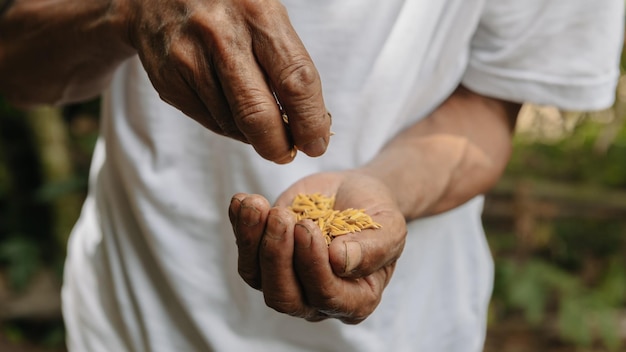 Hand holding on seed SeedingSeedlingAgriculture rice seed