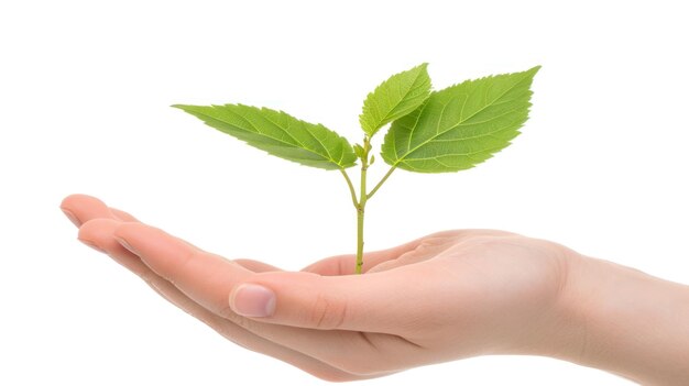 hand holding seeding plant and isolated white background