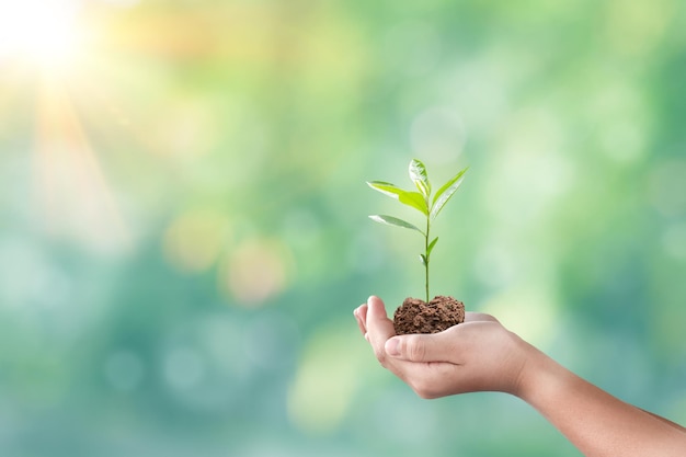 ぼやけた緑の自然の背景の上に苗を持っている手植物の成長と環境にやさしいの概念