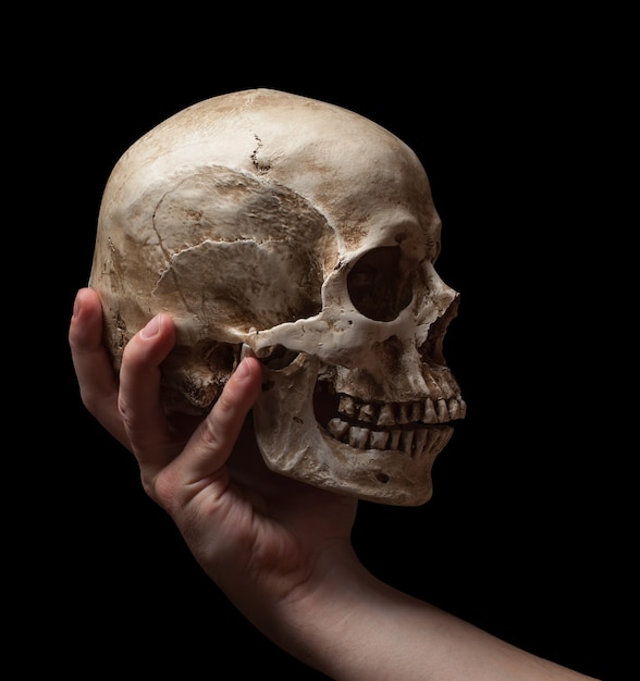 Hand holding a skull is isolated on black background