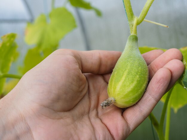 小さな成長キュウリを持っている手。温室のキュウリの秋の収穫。