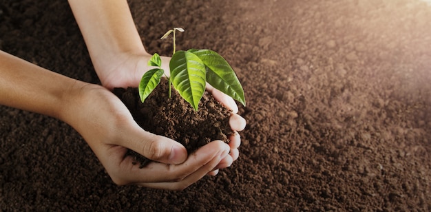 Mano che tiene piccolo albero per piantare. concetto di mondo verde. giornata della terra eco