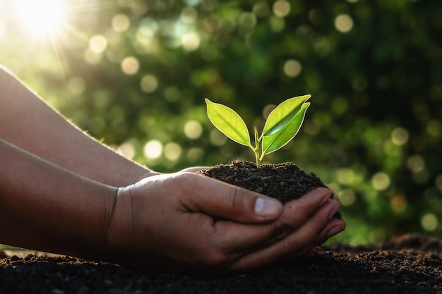 Hand holding small tree for planting in morning light.