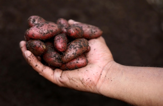 Hand holding some newly harvested potatoes