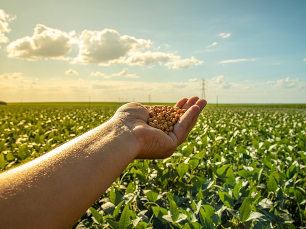 Hand holding soybeans with platation and sky on the horizon and details in macro