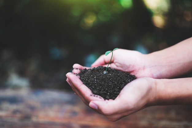 Hand holding sprout for growing nature, nature and care concept