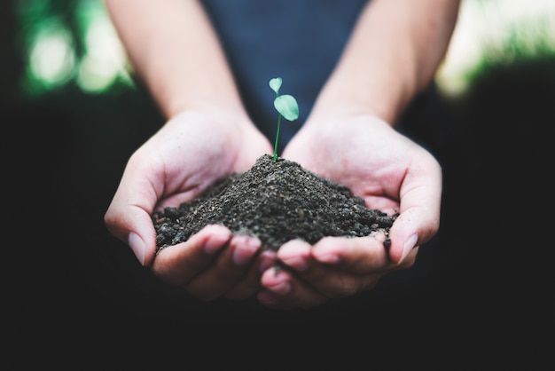 Hand holding sprout for growing nature, nature and care concept