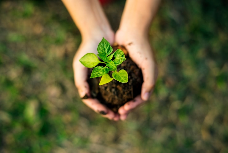 Photo hand holding sprout for growing nature