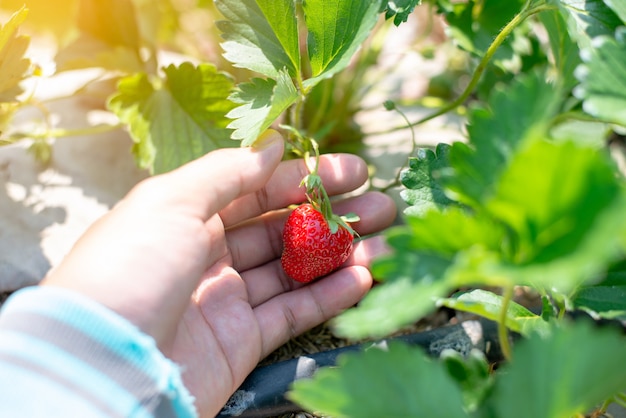 Photo hand holding strawberry on the green leaf background