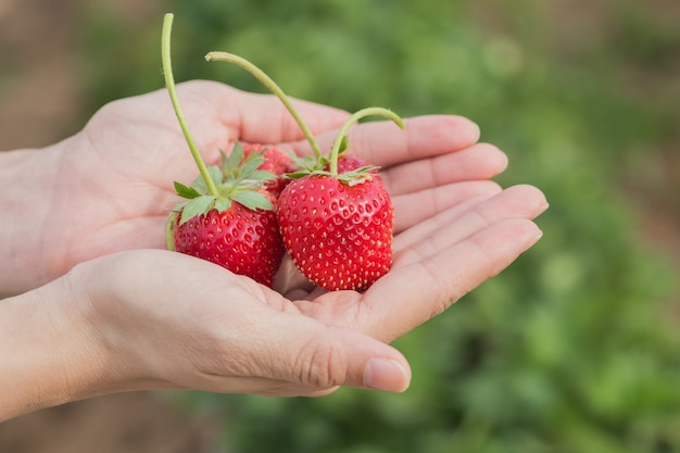 hand holding strawberry with plant 