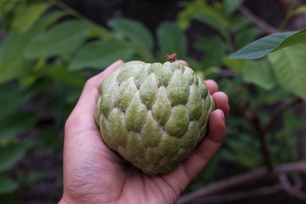 The hand holding a sugar apple or srikaya fruit