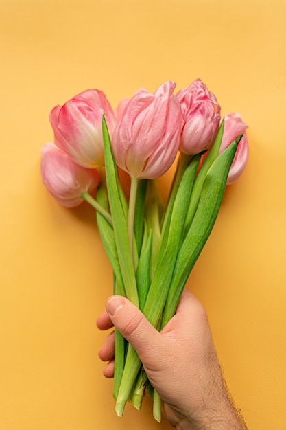 Hand holding tender pink tulips on bottom of pastel yellow background. Flat lay. Copy space. Place for text. Concept of international women's day, mother's day, easter. Valentines love day.