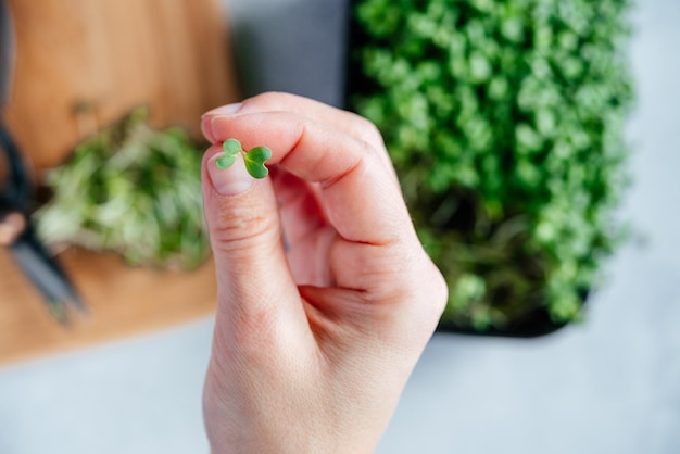 A hand holding a tiny leaf of freshly cut arugula microgreens sprouts on the chopping board in the k...