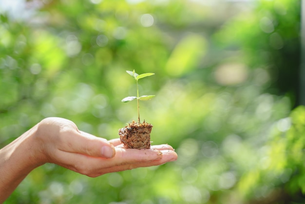 木の植物を持っている手