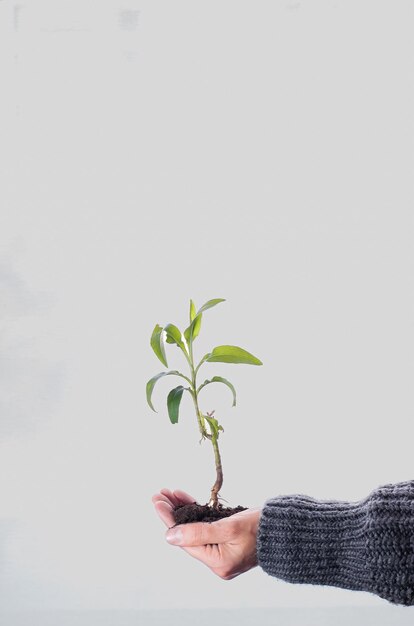 Hand holding tree stem with sand on white background