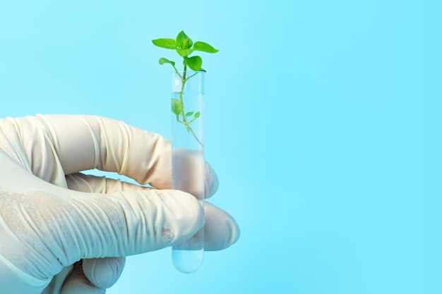 Hand holding tube with fresh plant on a blue background environment concept studying plants in the laboratory Growing GMOs in the laboratory