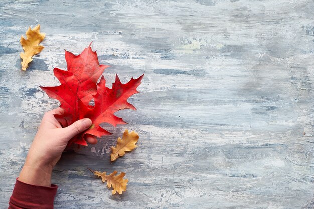 Hand holding twig with vibrant red oak leaves. Flat lay with copy-space on light grey textured wooden background.